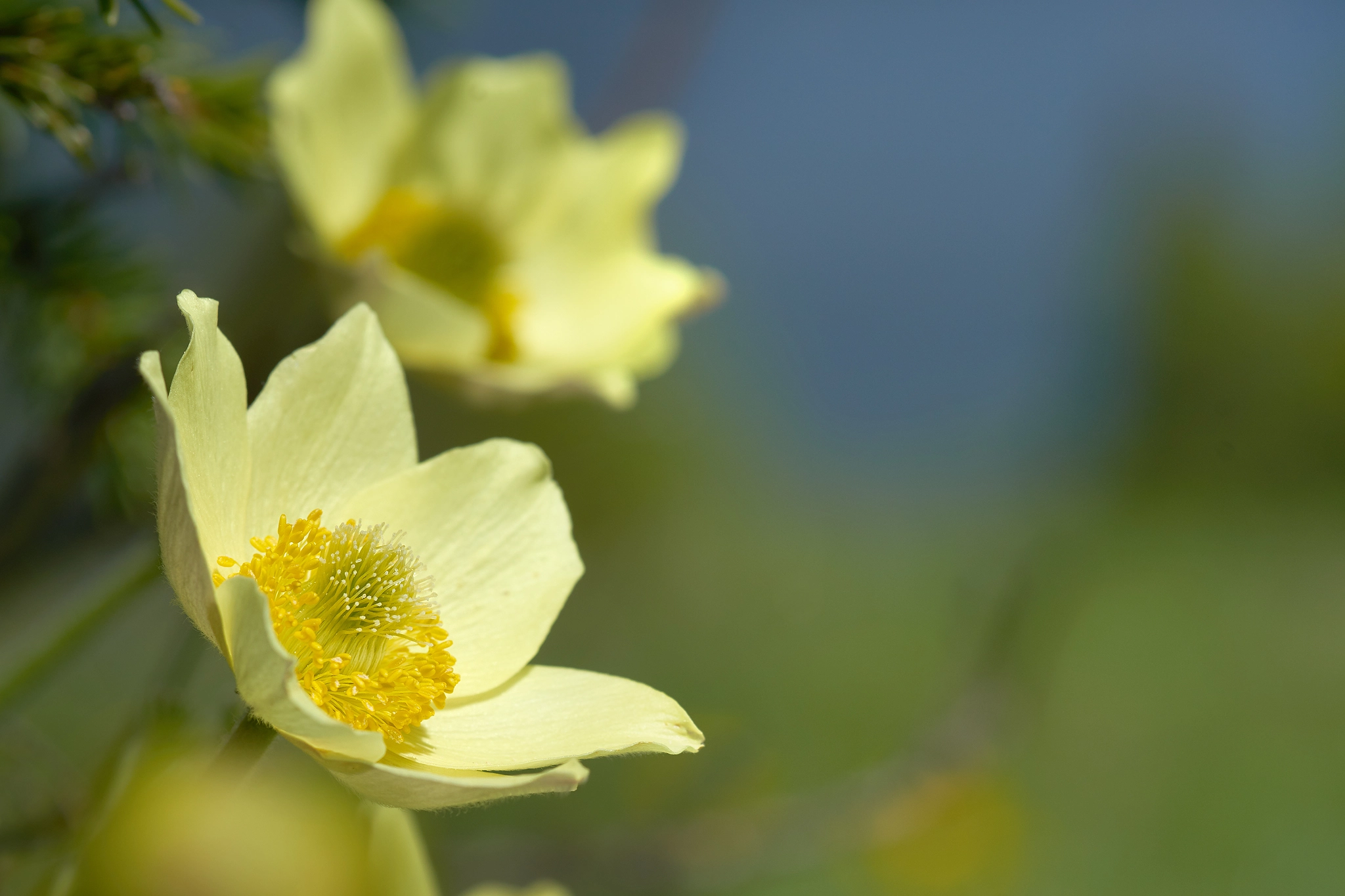 Sony a99 II sample photo. Anemone photography