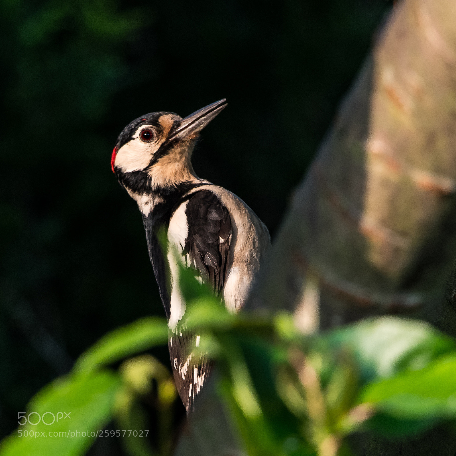 Nikon D850 sample photo. Great spotted woodpecker photography