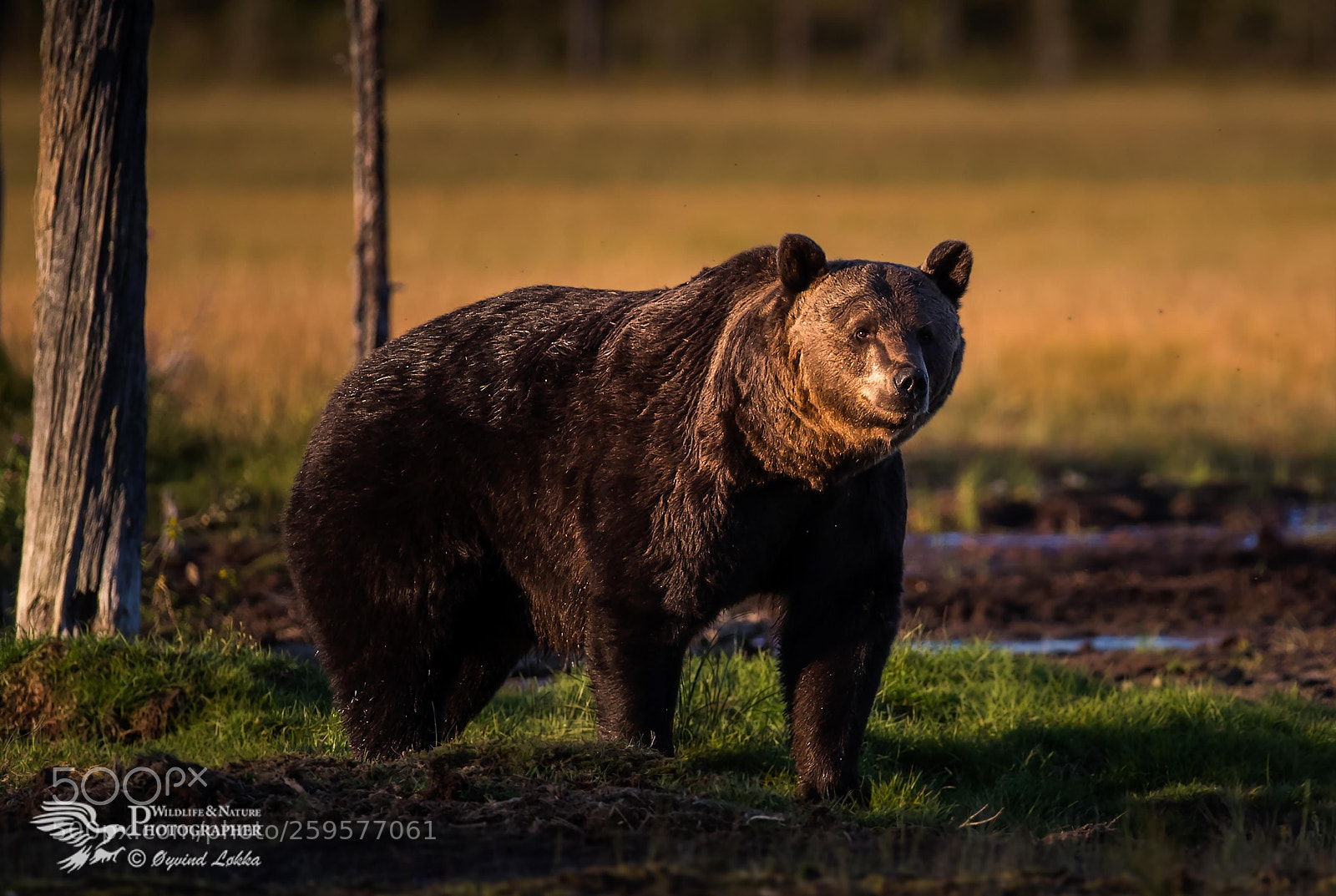Canon EOS-1D X Mark II sample photo. Brown bear photography