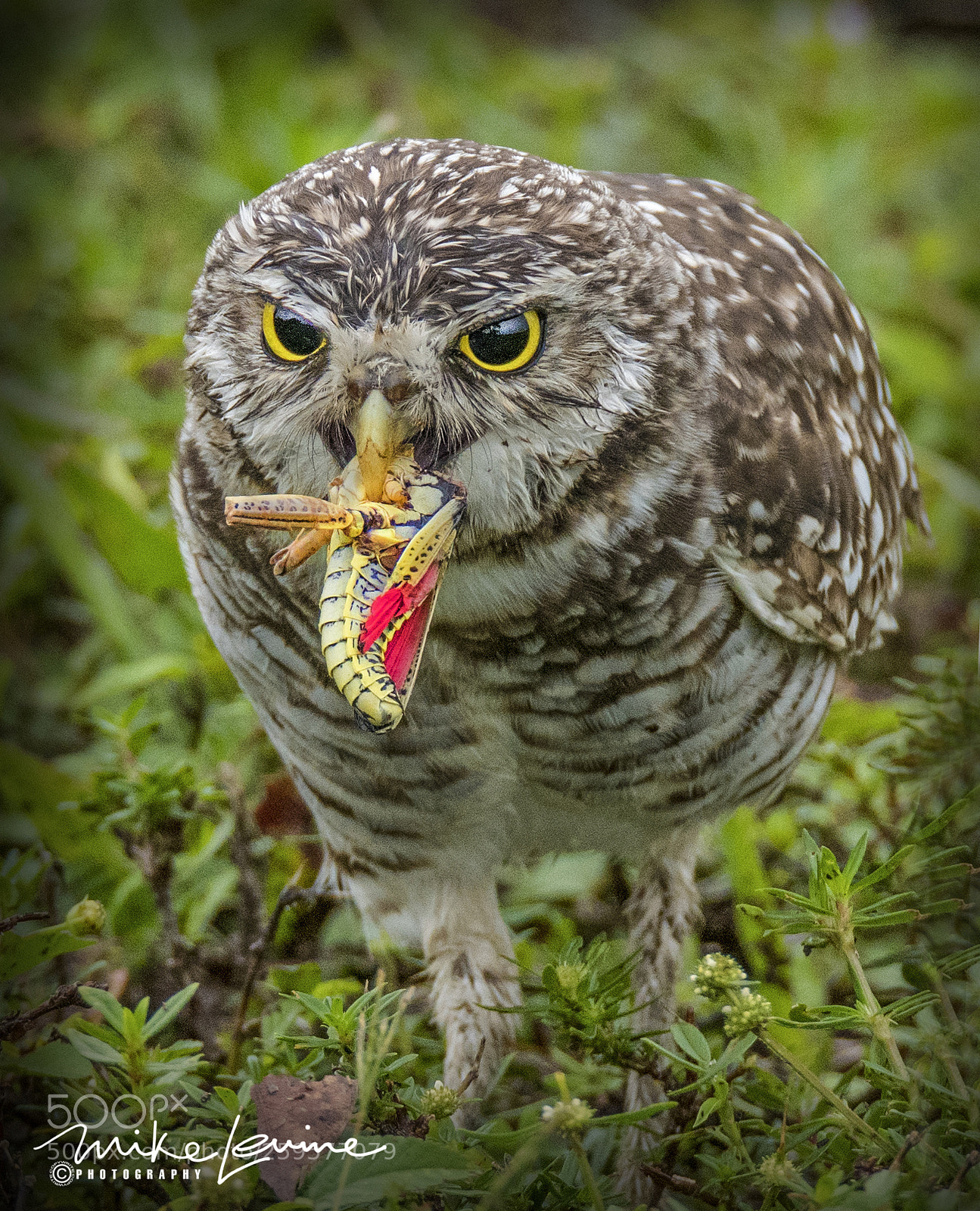 Nikon D500 sample photo. Burrowing owl photography