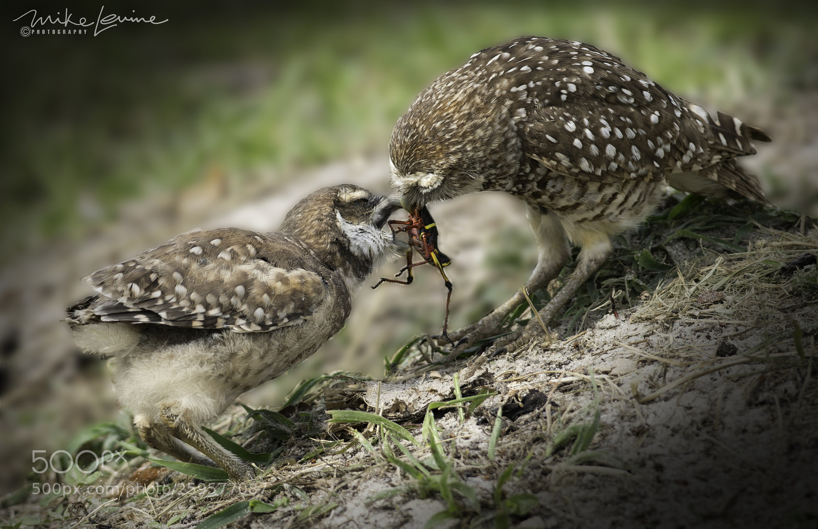 Nikon D500 sample photo. Burrowing owl photography