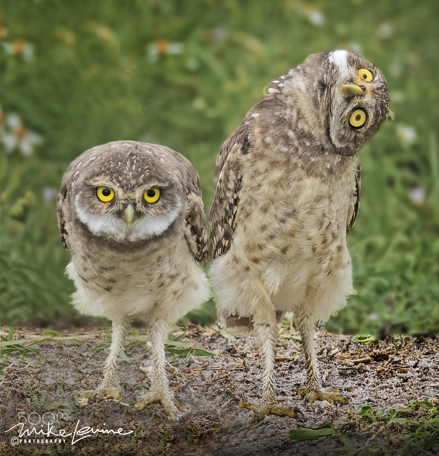 Nikon D500 sample photo. Burrowing owl photography