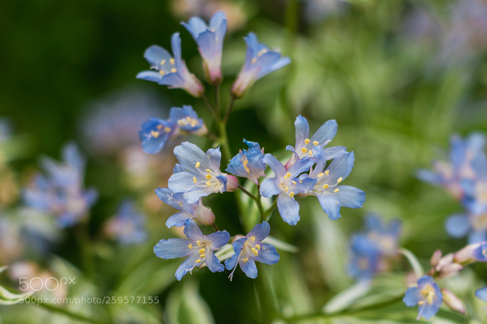 Canon EOS 800D (EOS Rebel T7i / EOS Kiss X9i) sample photo. Jacob's ladder flower photography