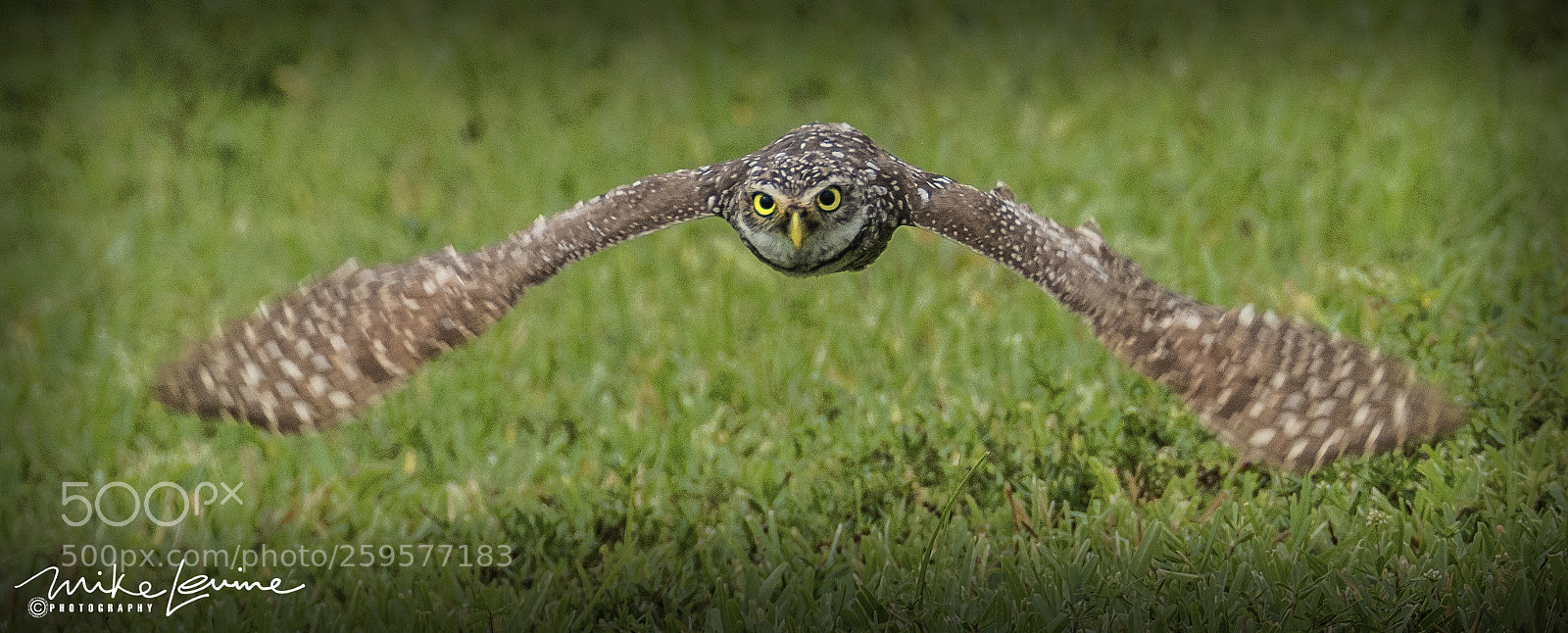 Nikon D500 sample photo. Burrowing owl photography