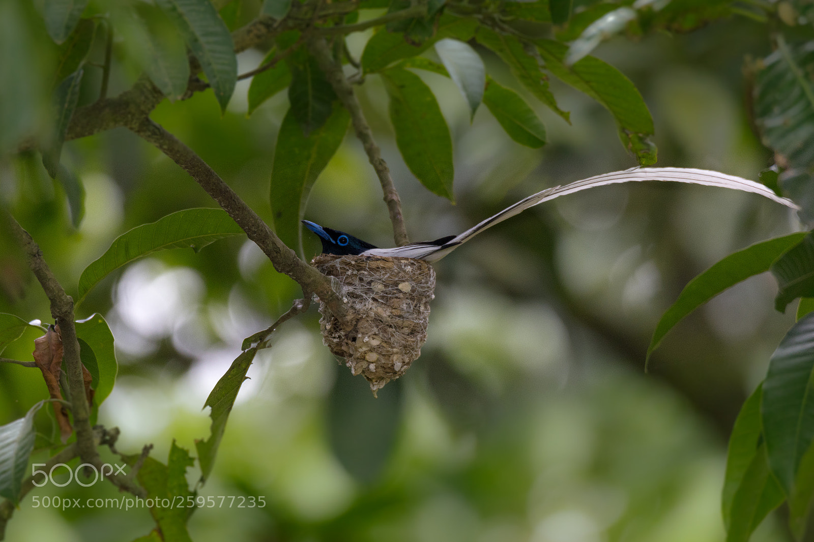 Canon EOS 7D Mark II sample photo. Indian paradise flycatcher photography