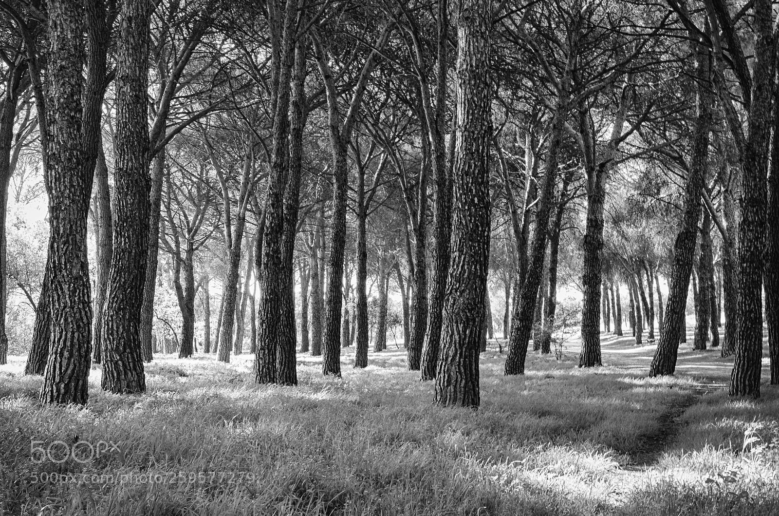 Nikon D7000 sample photo. Bosque photography