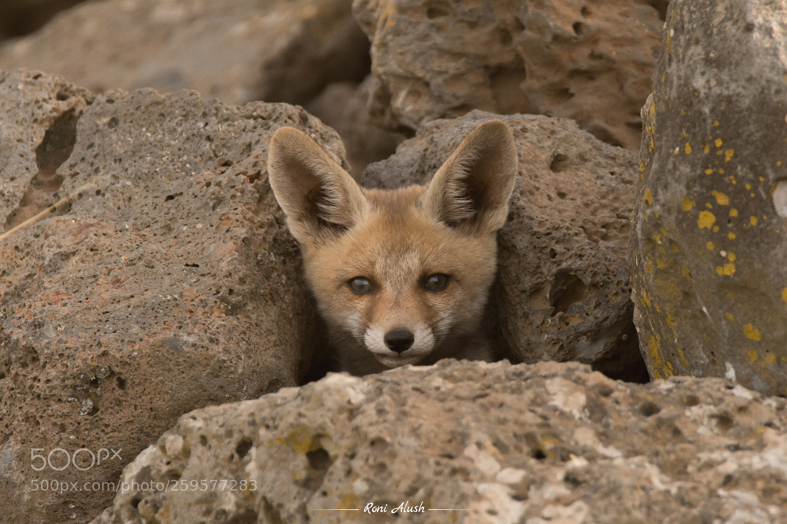Nikon D500 sample photo. Young fox - portait photography