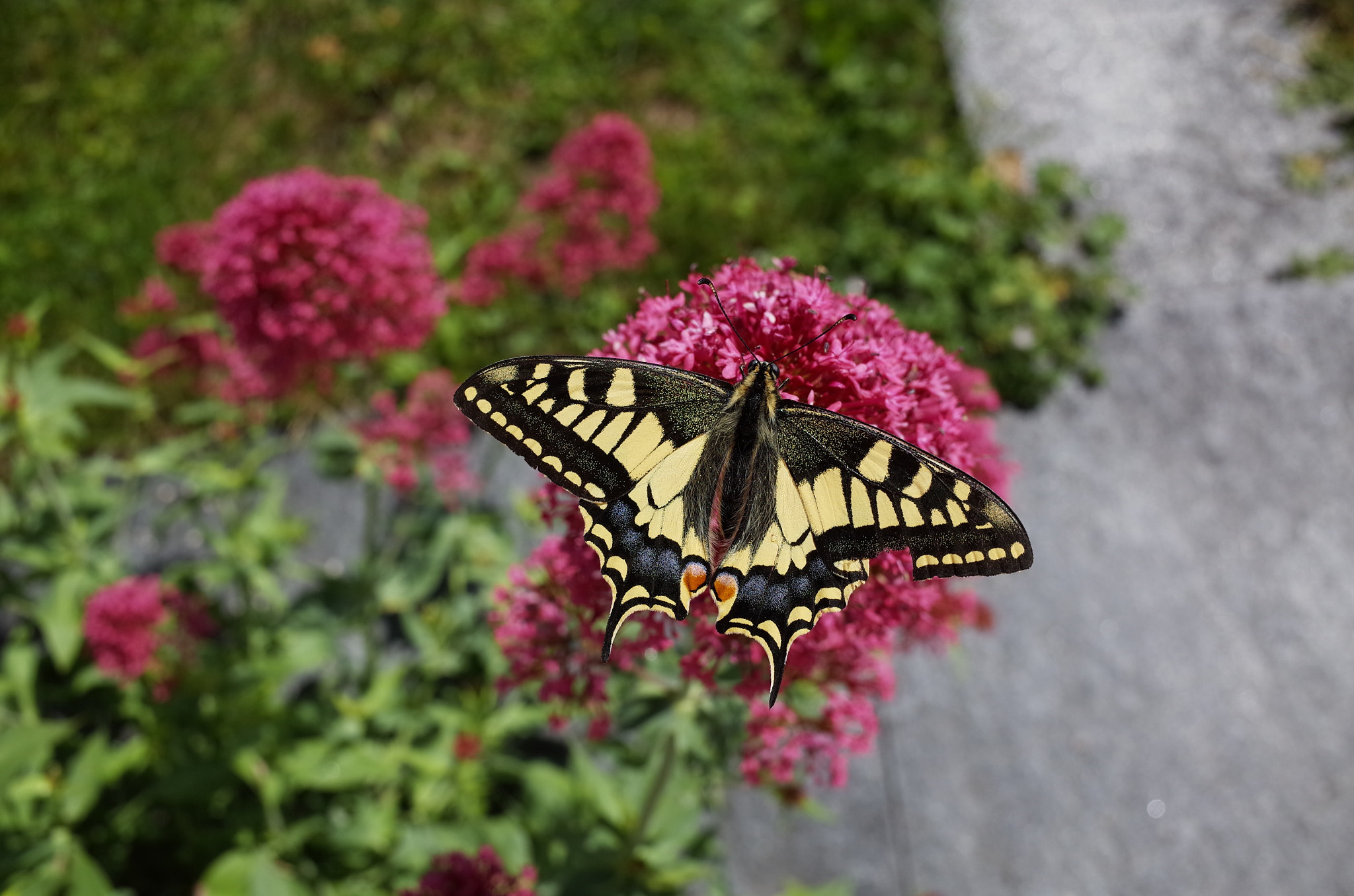 Ricoh GR sample photo. Swallowtail photography