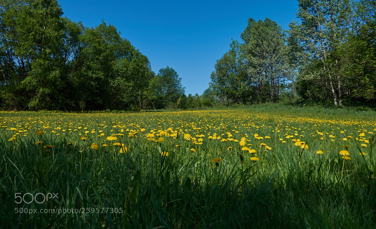Sony Cyber-shot DSC-RX100 IV sample photo. Dandelion field photography