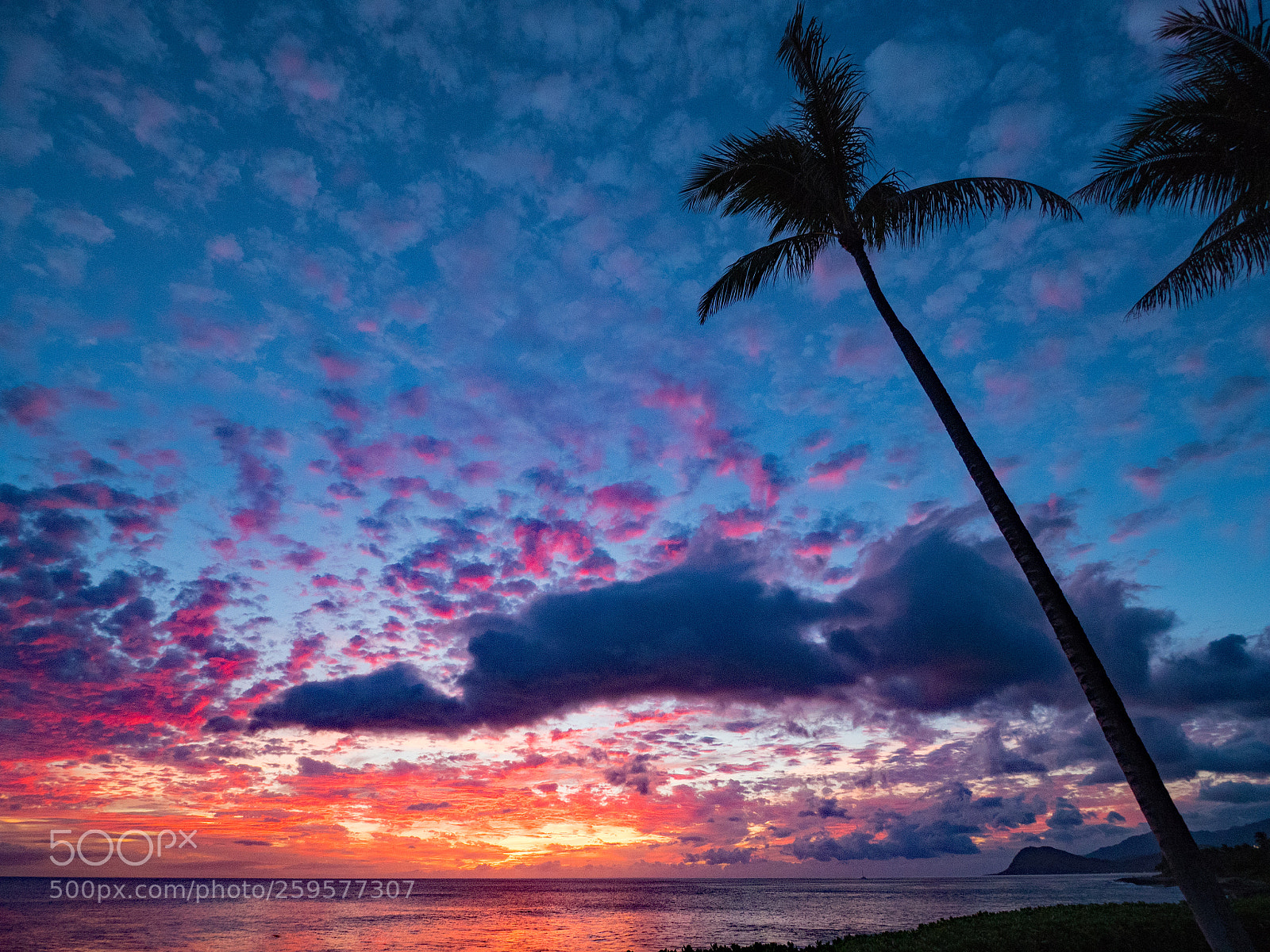 Olympus OM-D E-M5 II sample photo. Palm tree at ko photography
