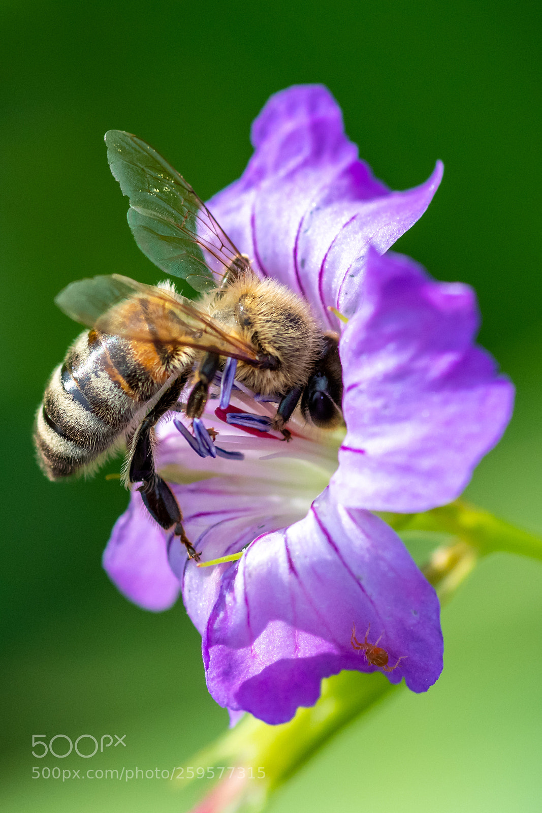 Nikon D500 sample photo. Curious bee photography