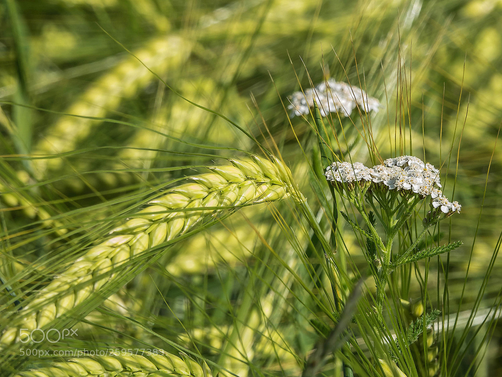 Sony Cyber-shot DSC-RX10 III sample photo. Barley and yarrow photography