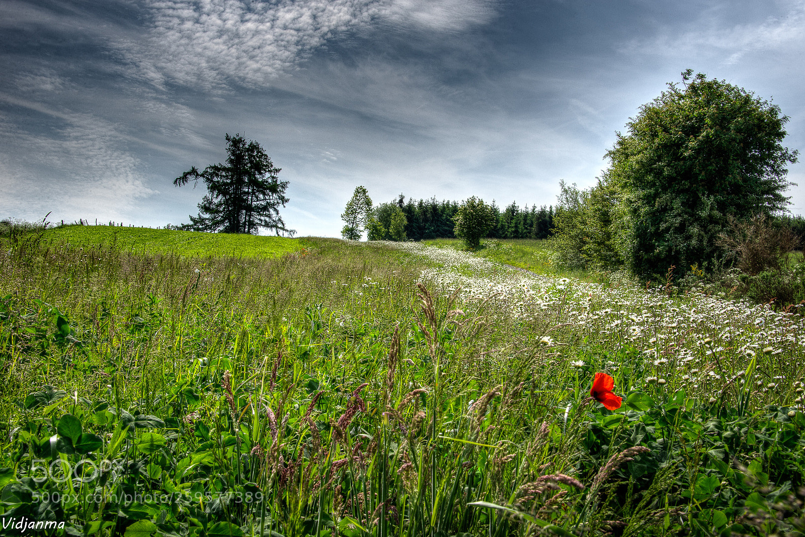 Nikon D610 sample photo. Poor lonesome poppy photography