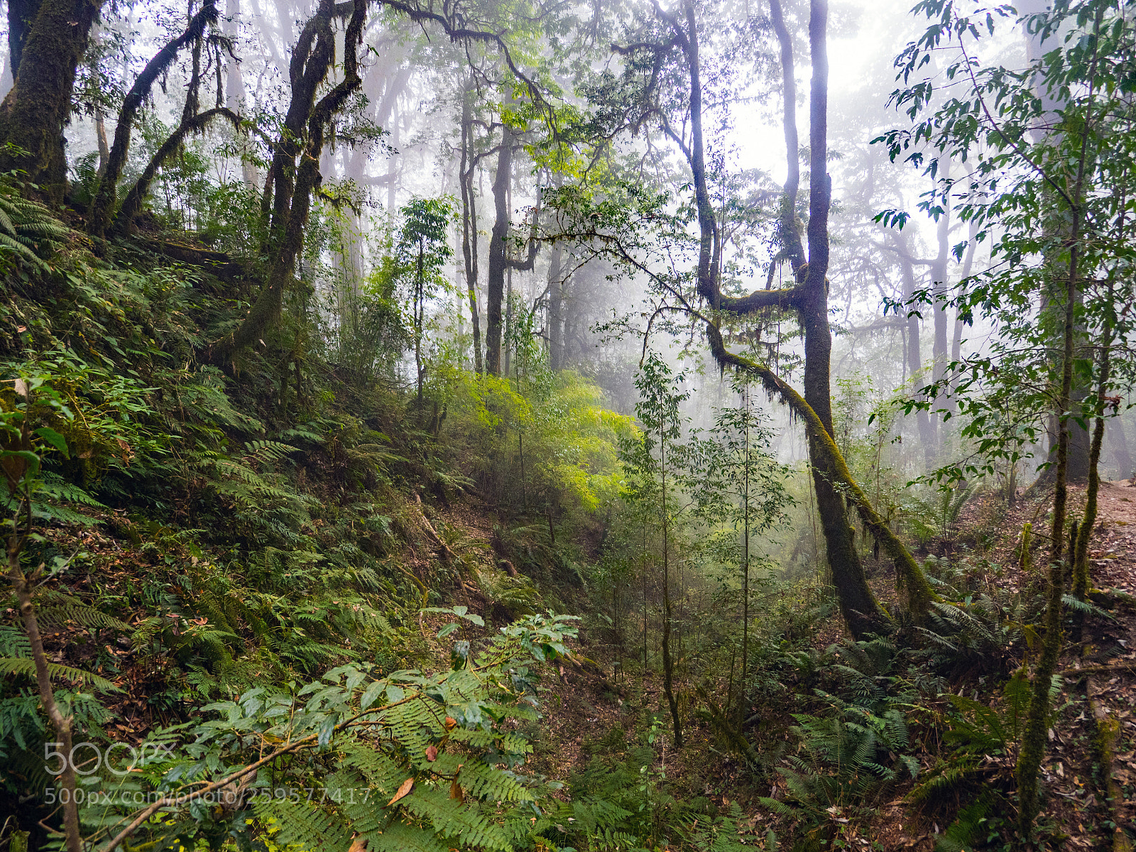 Olympus OM-D E-M5 II sample photo. Forests of nepal photography