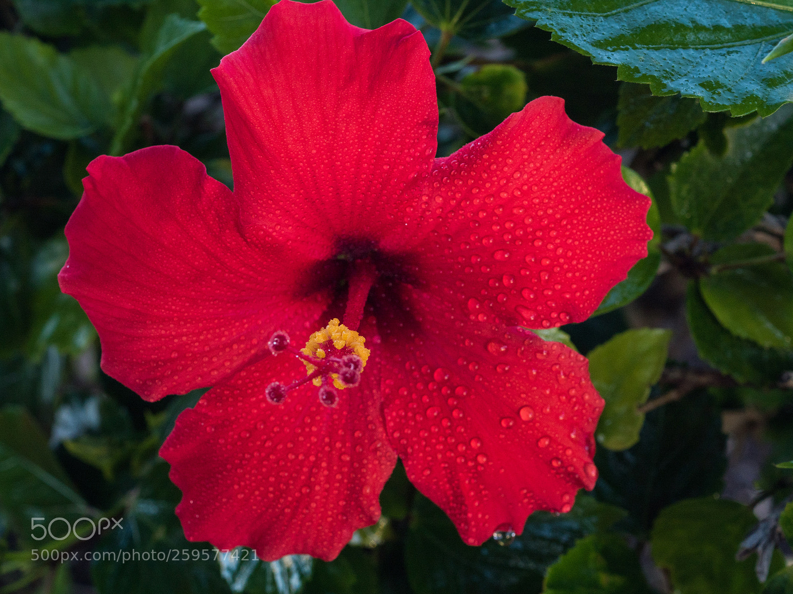 Olympus OM-D E-M5 II sample photo. Oahu hibiscus photography