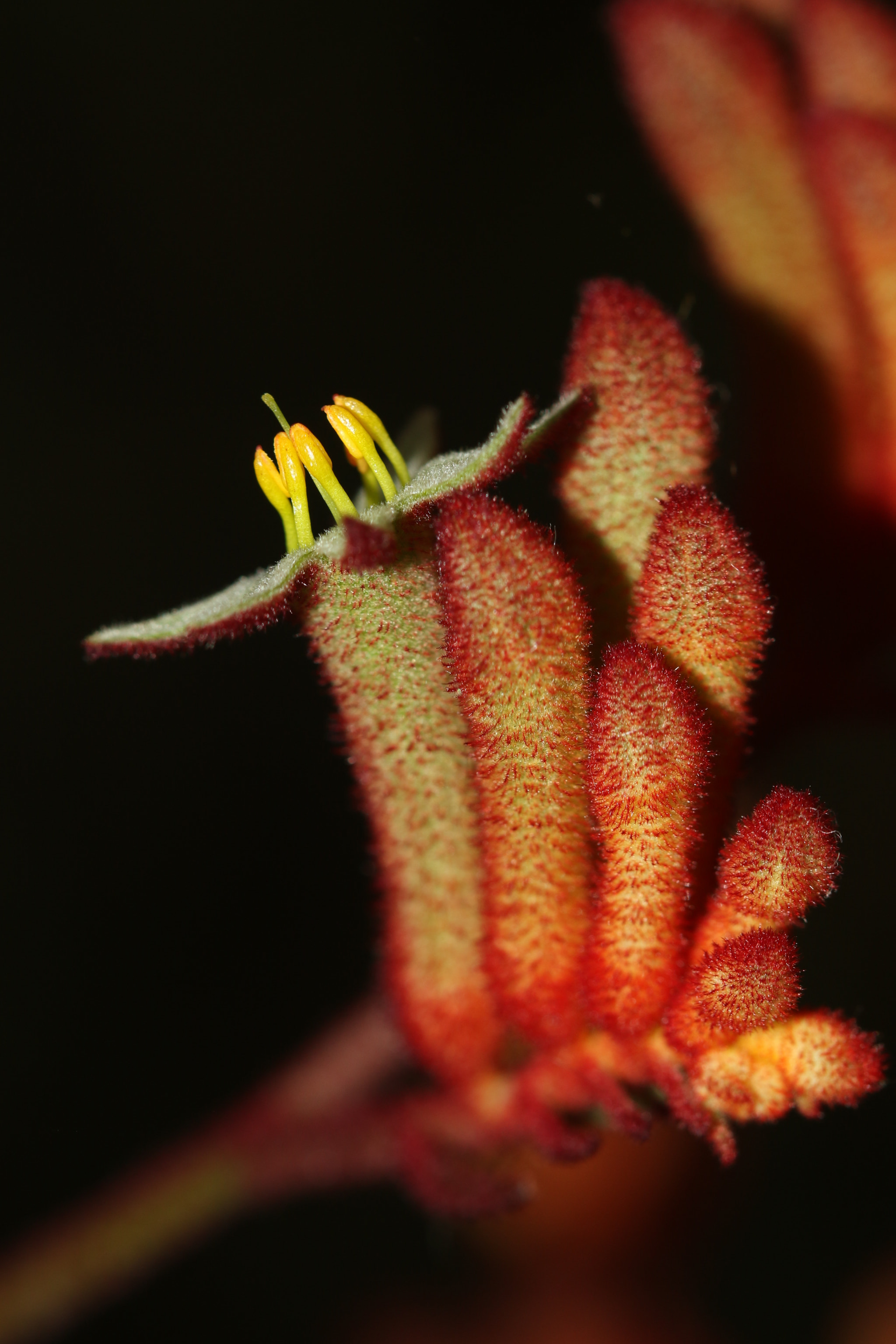Canon EF 100mm F2.8 Macro USM sample photo. Fire star orchid photography
