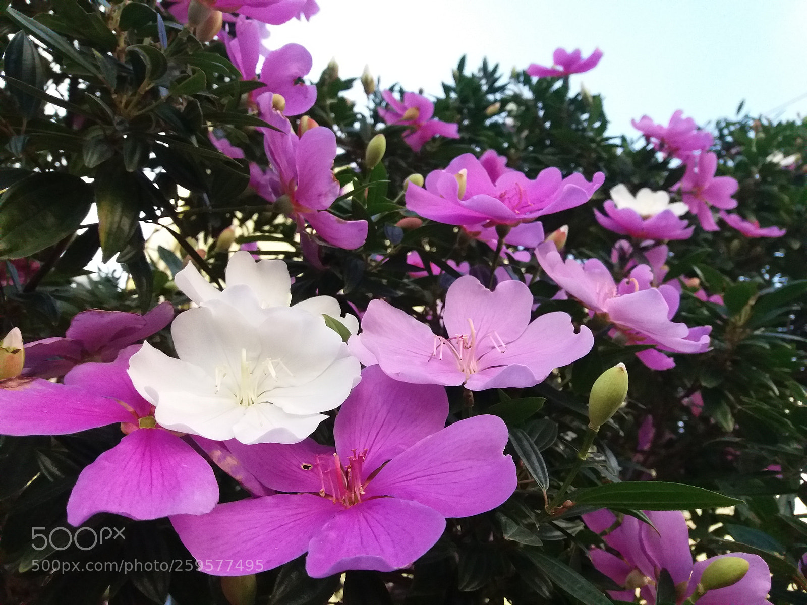 Samsung Galaxy J5 sample photo. Flores photography