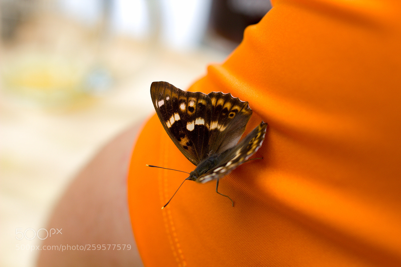 Canon EOS 1200D (EOS Rebel T5 / EOS Kiss X70 / EOS Hi) sample photo. Butterfly photography