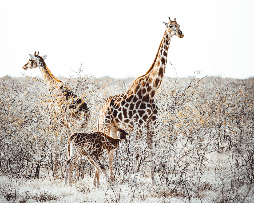 Canon EOS 7D Mark II sample photo. High-key of the giraffes photography