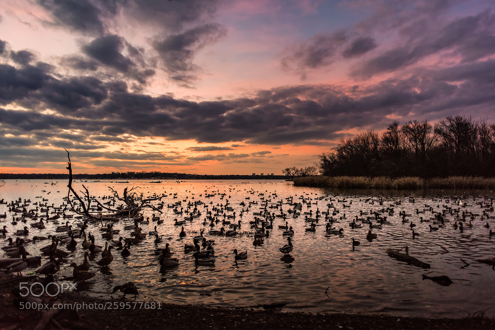 Nikon D810 sample photo. Ducks at sunset photography