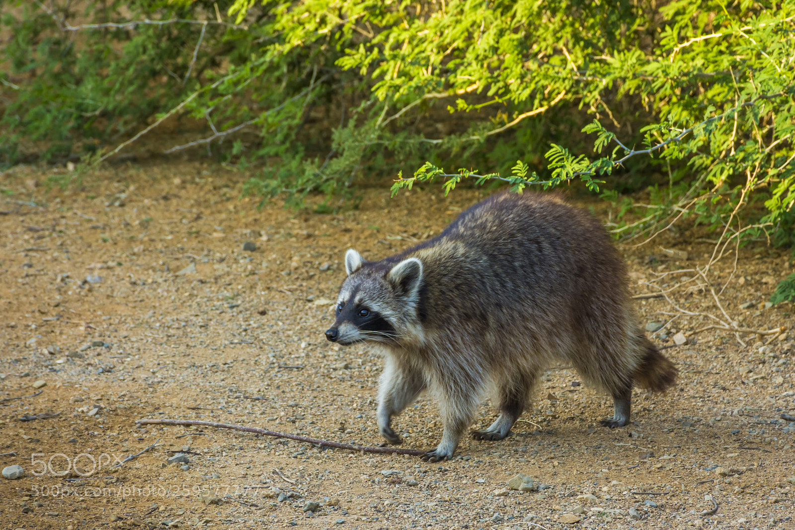 Nikon D7100 sample photo. Raccoon photography