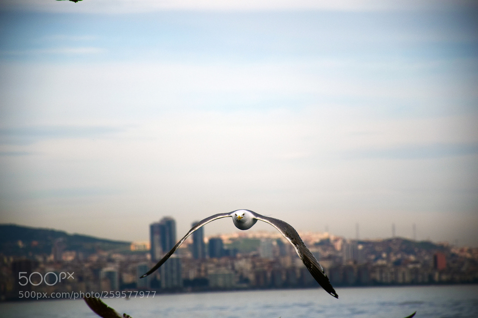 Nikon D5300 sample photo. Angry bird photography