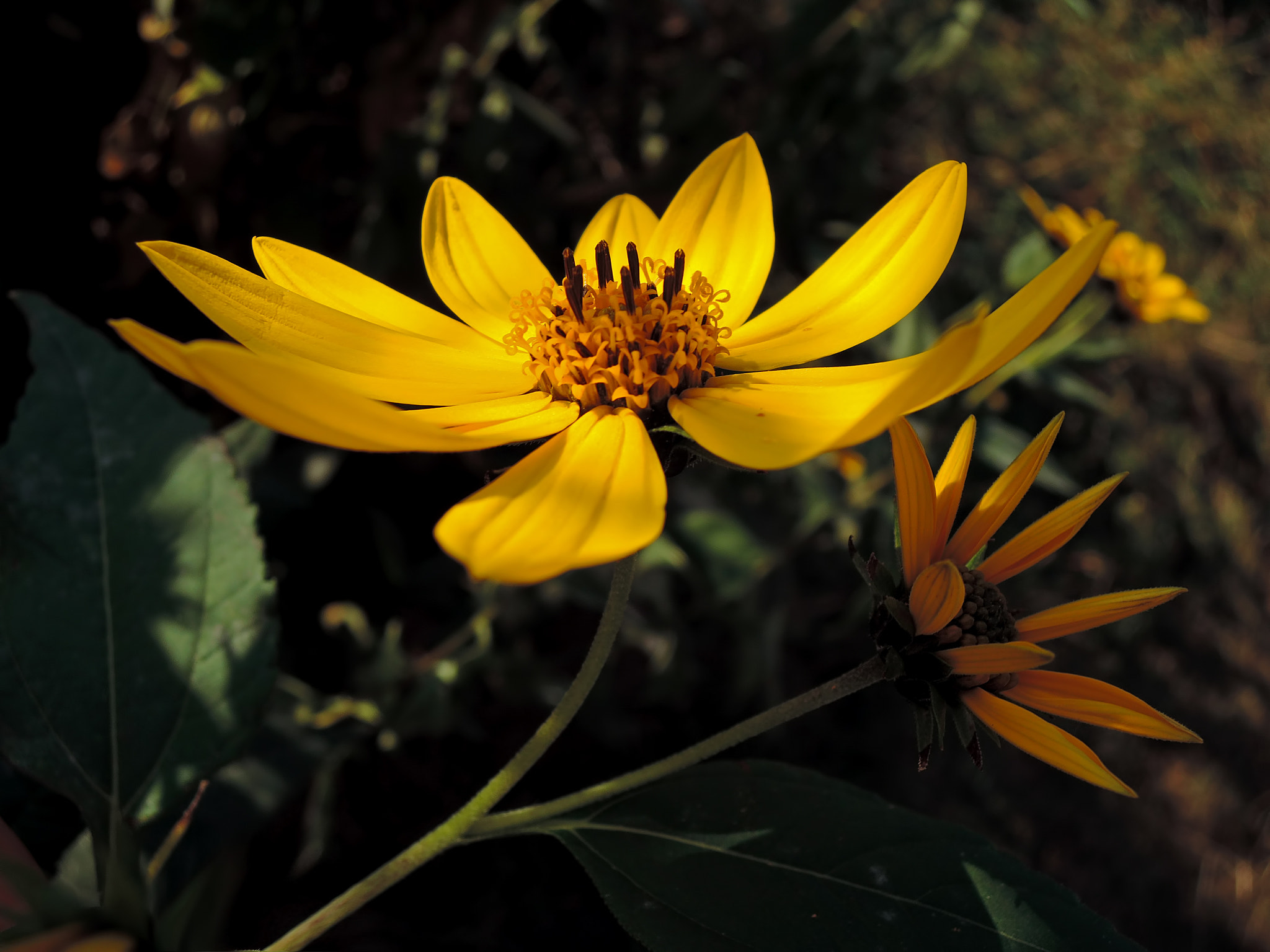 Nikon Coolpix P330 sample photo. Topinamburs in the shade on a dusty road photography