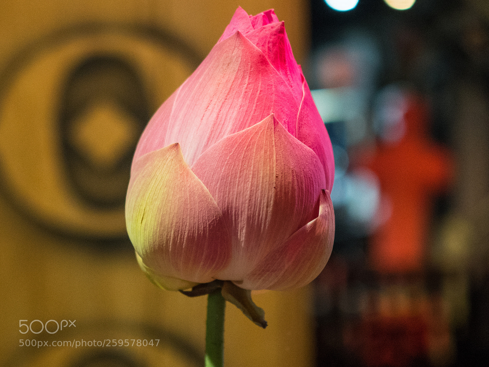 Olympus OM-D E-M5 II sample photo. City lotus photography