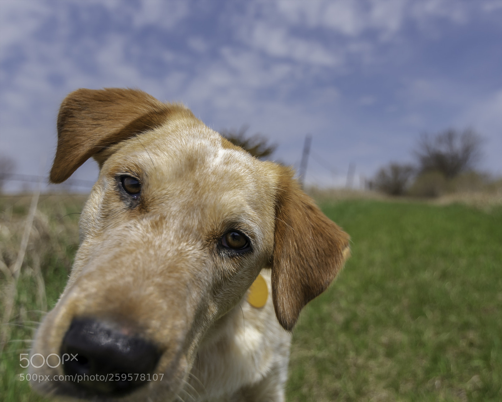 Nikon D750 sample photo. Curious molly photography