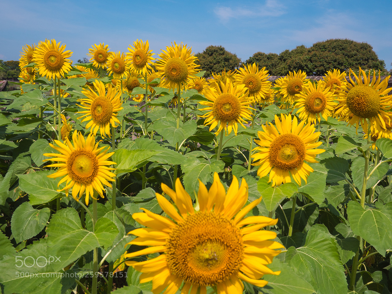 Olympus OM-D E-M5 II sample photo. Sunflowers photography