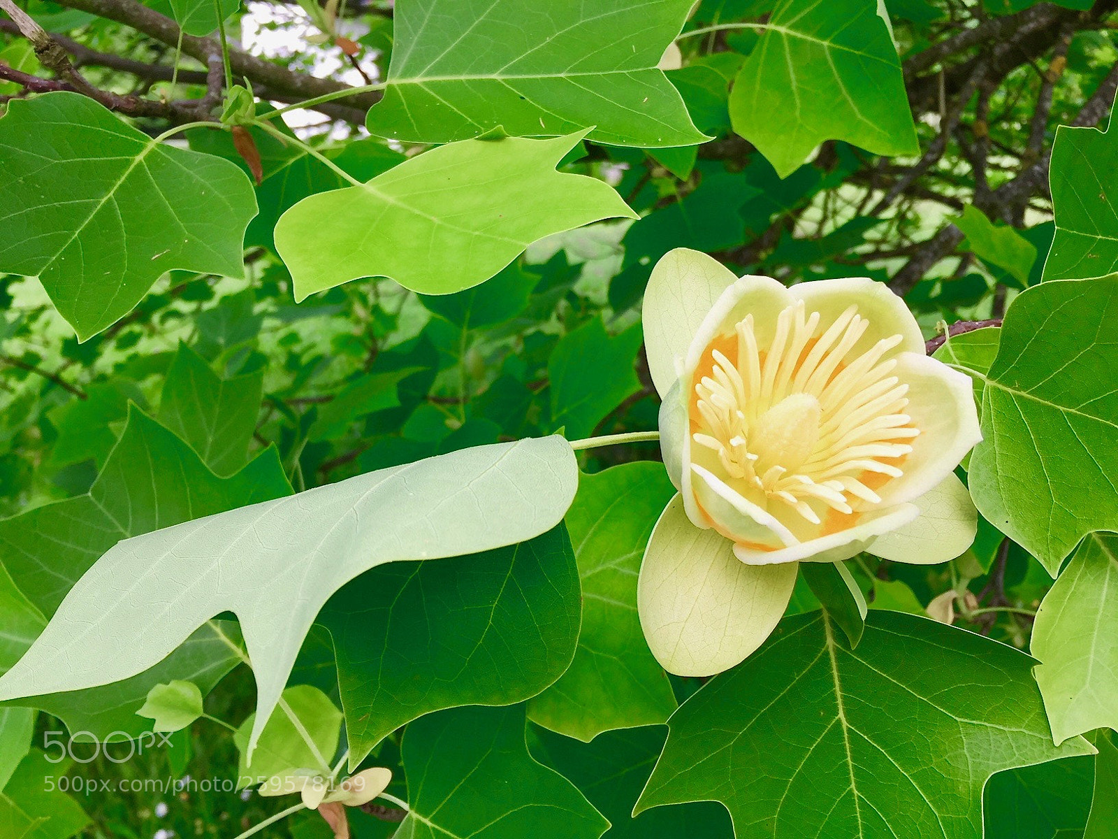 Apple iPhone 6 sample photo. Castle blooms photography
