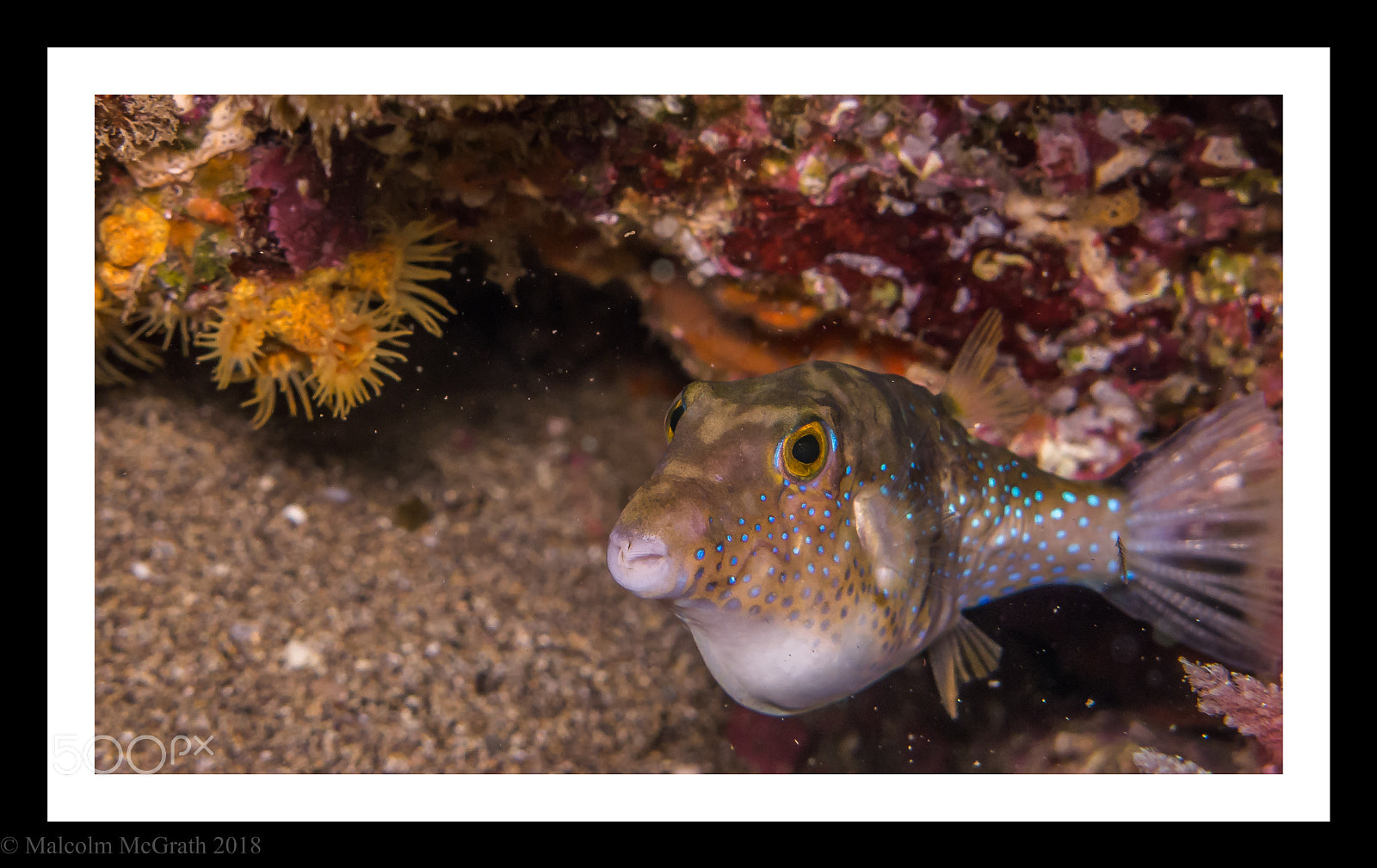 Canon PowerShot G12 sample photo. Box fish photography