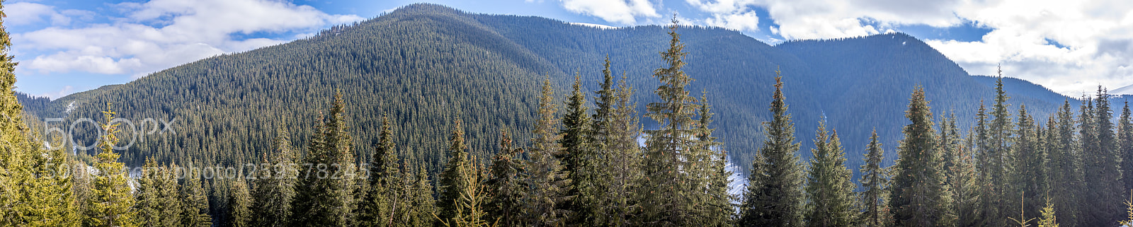 Nikon D500 sample photo. Forest panorama photography