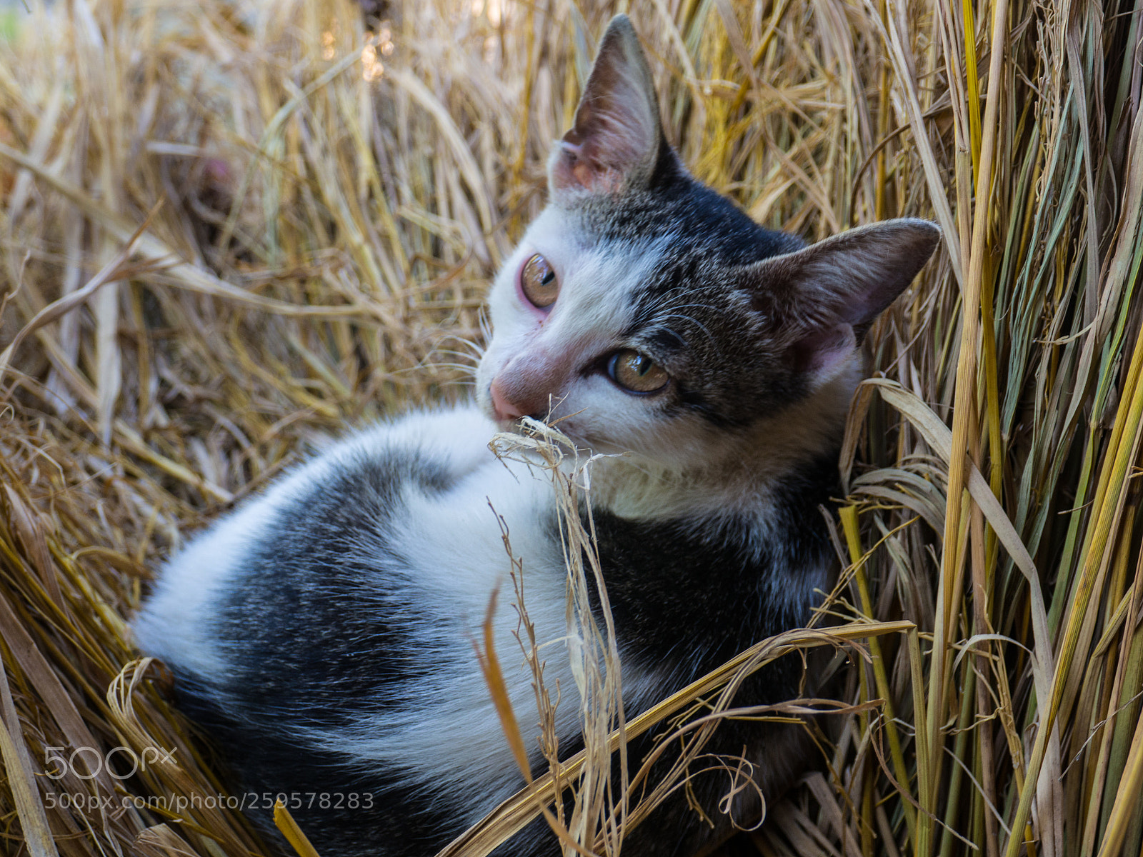 Olympus OM-D E-M10 sample photo. Cat in the grass photography