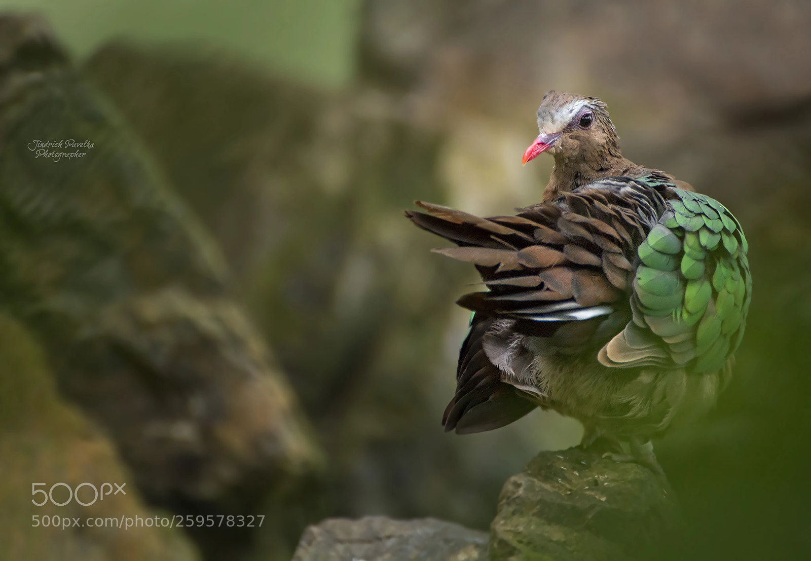 Canon EOS 100D (EOS Rebel SL1 / EOS Kiss X7) sample photo. Common emerald dove chalcophaps photography