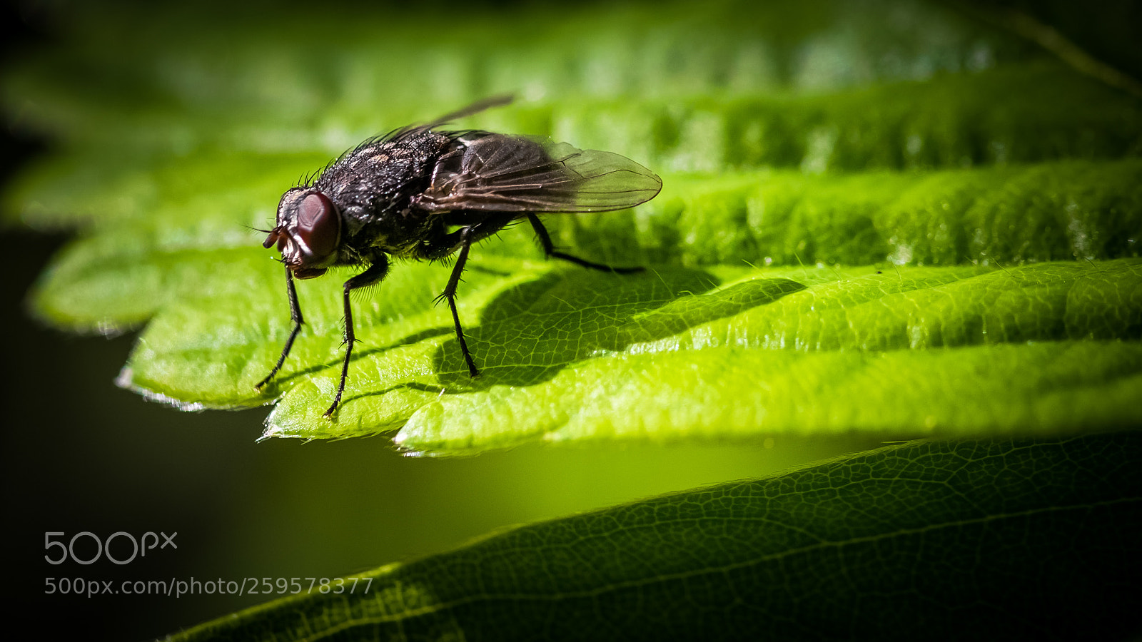 Canon EOS 5D Mark IV sample photo. Fly photography