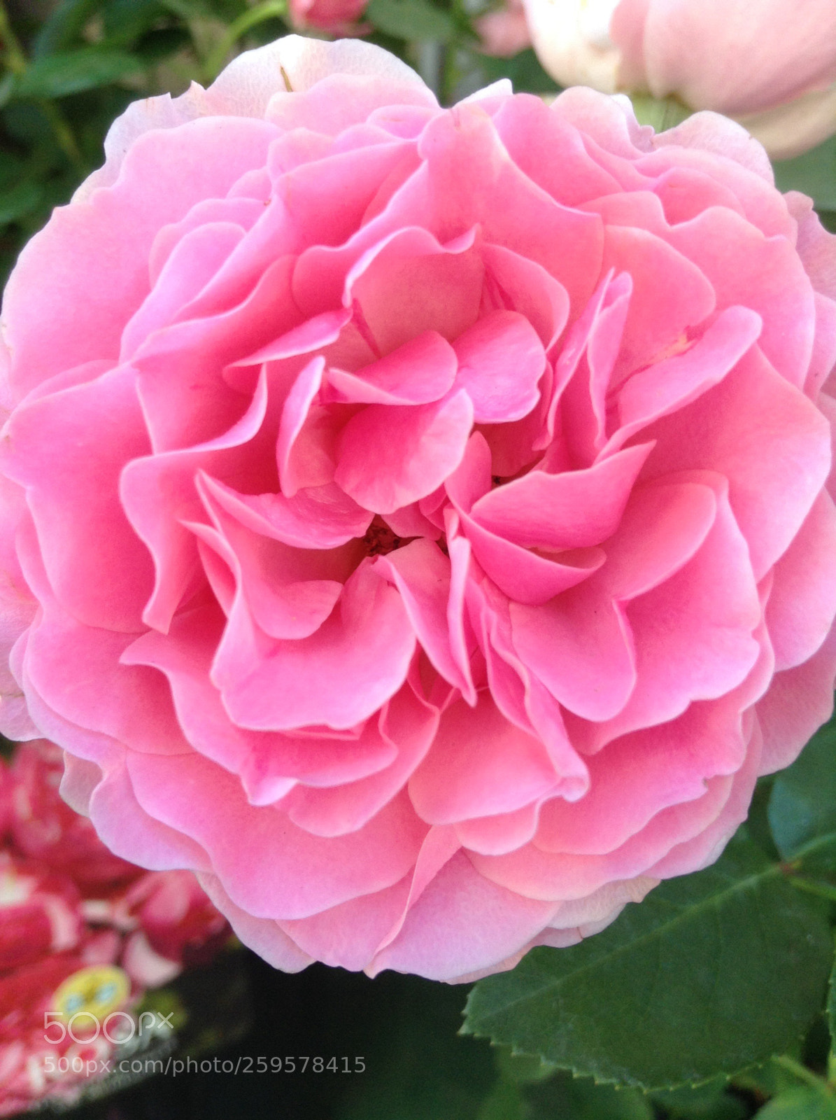 Apple iPod touch sample photo. Flower  photography