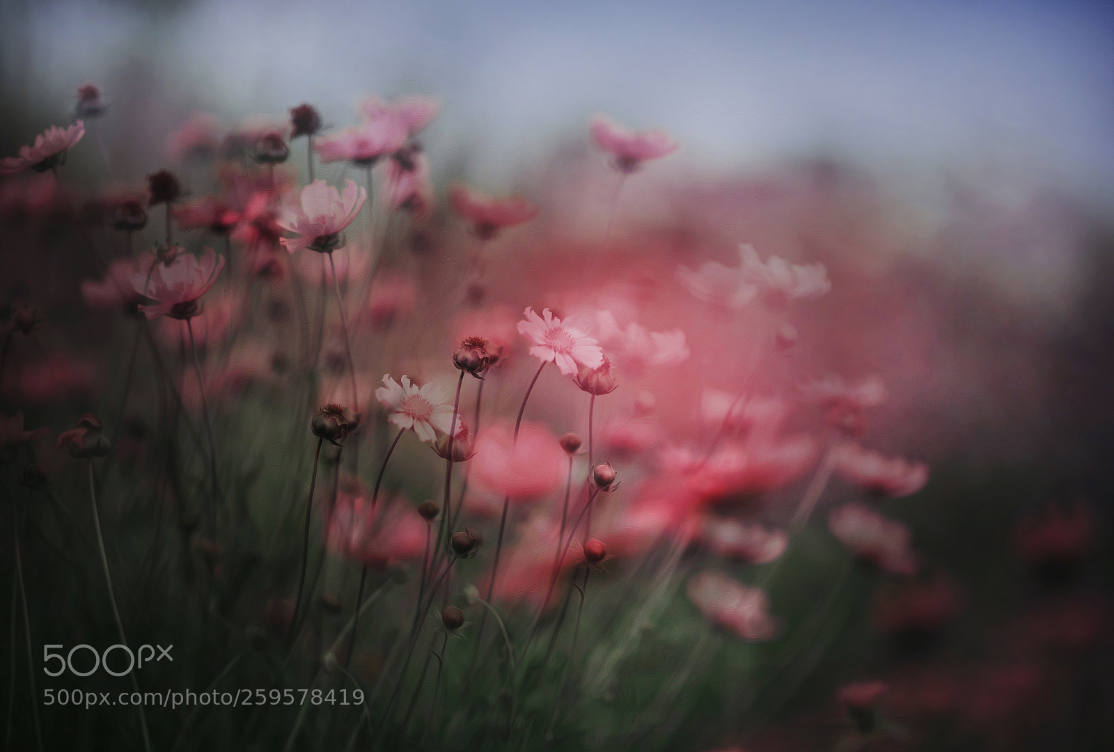 Nikon D750 sample photo. 昆明的夏 photography