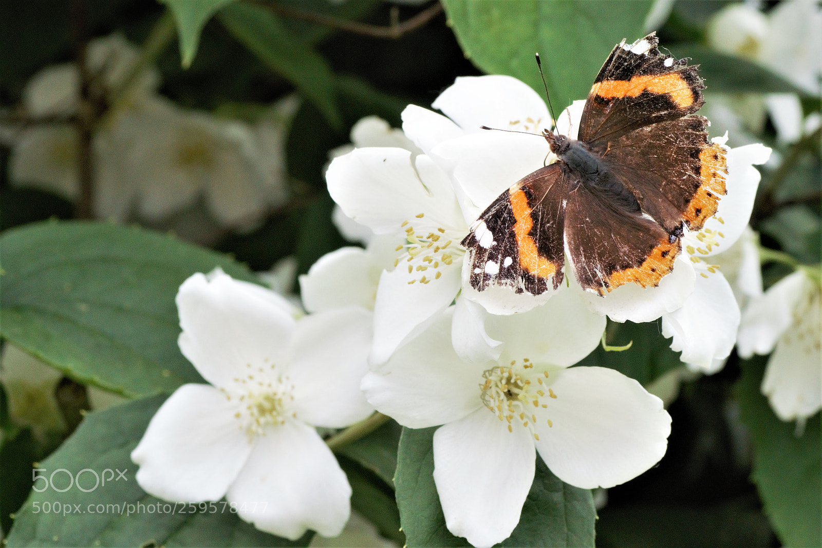 Sony ILCA-77M2 sample photo. Papillon monarque photography