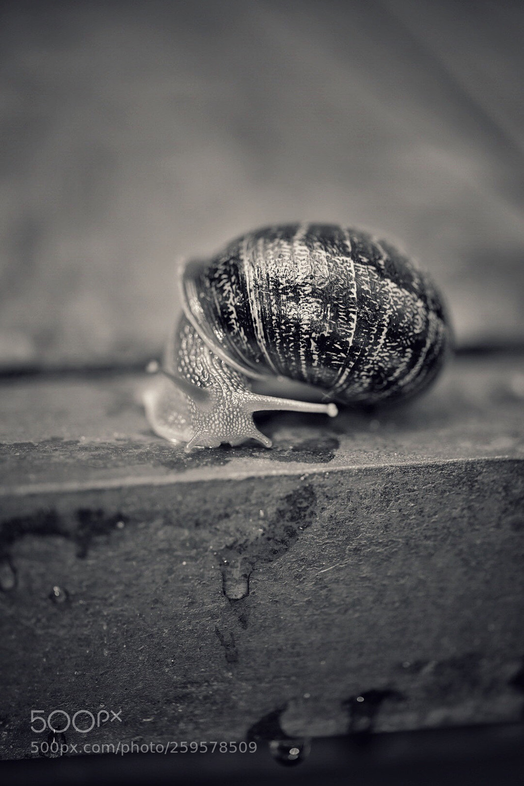 Nikon D750 sample photo. Gaspard l’escargot  photography