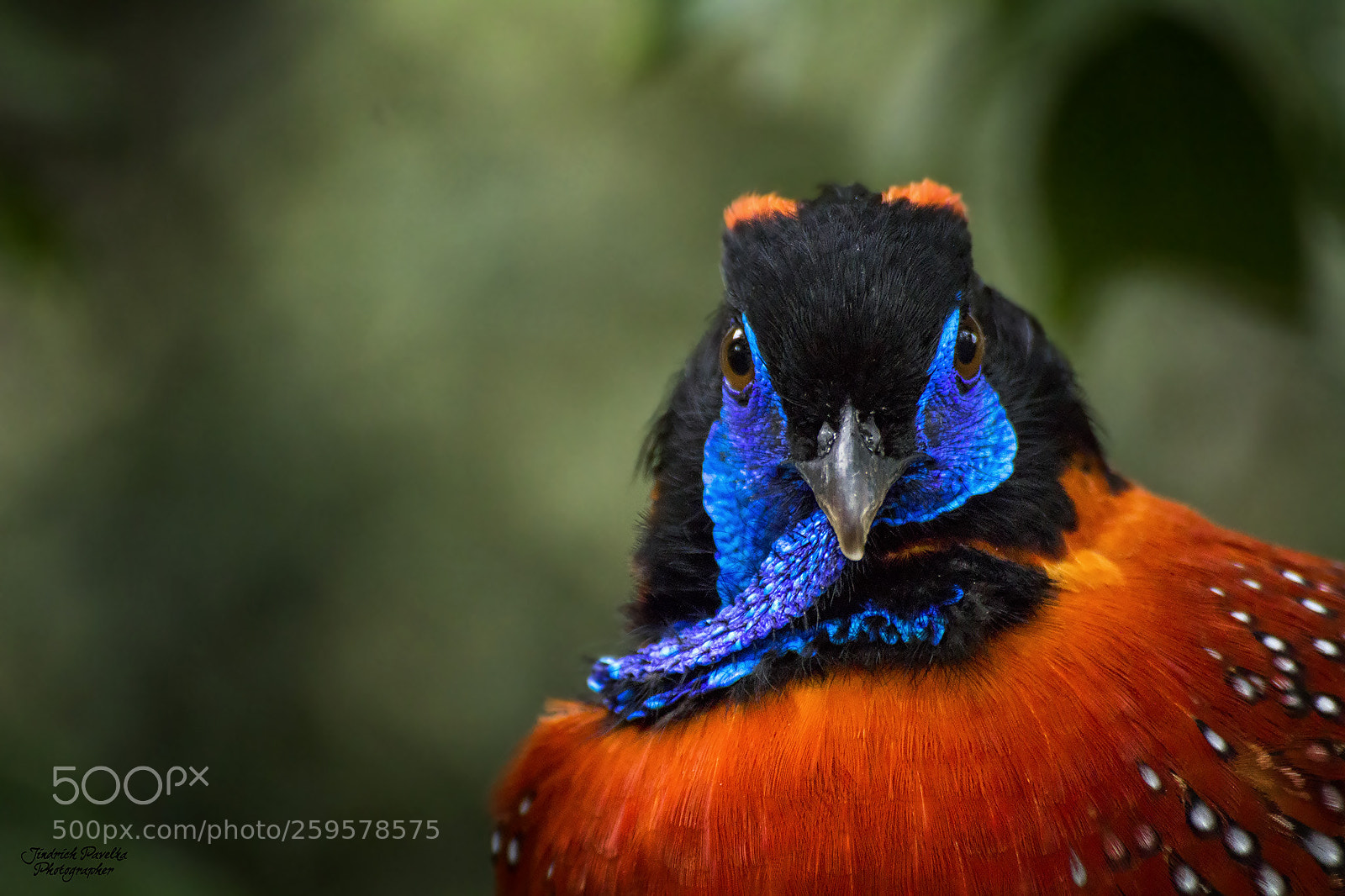 Canon EOS 100D (EOS Rebel SL1 / EOS Kiss X7) sample photo. Temminck's tragopan (tragopan temminckii) photography