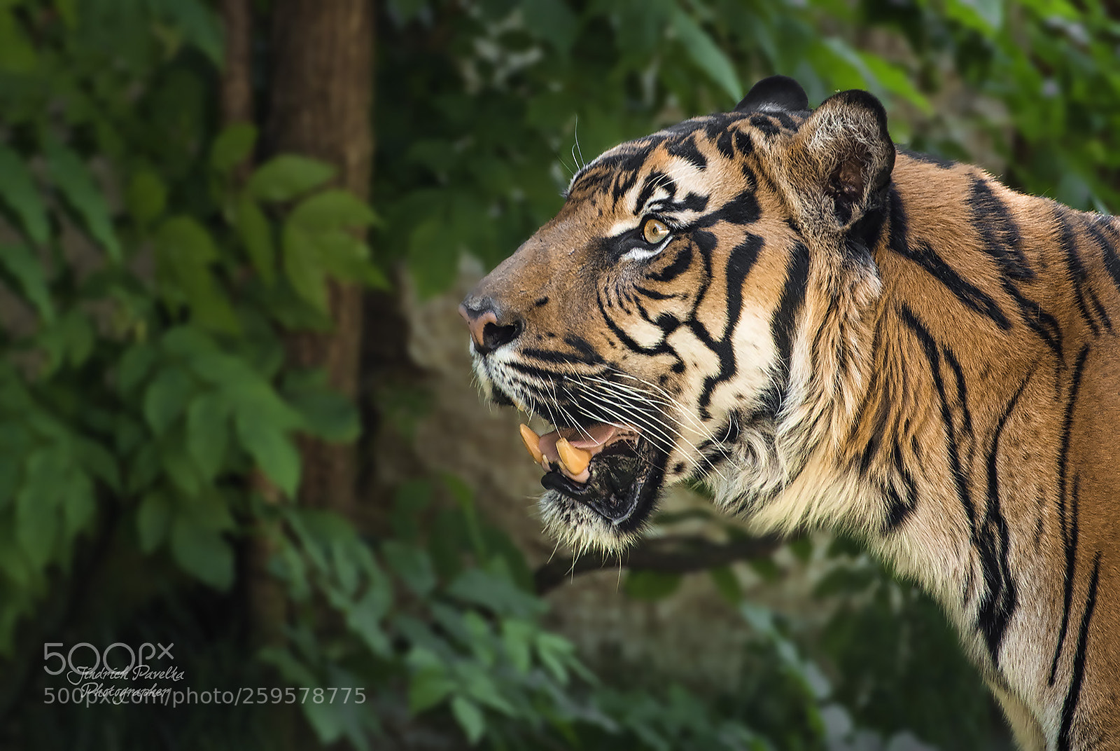 Canon EOS 100D (EOS Rebel SL1 / EOS Kiss X7) sample photo. Sumatran tiger panthera tigris photography