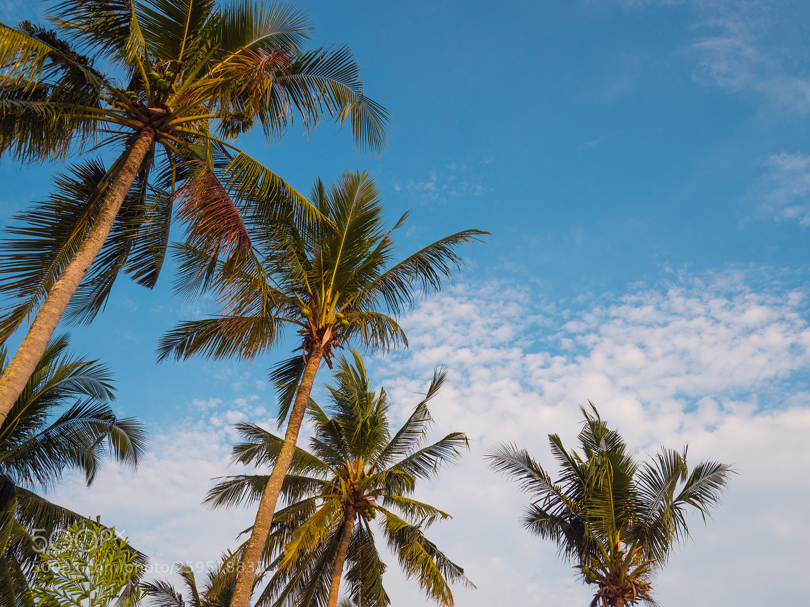 Olympus OM-D E-M5 II sample photo. Palm trees photography