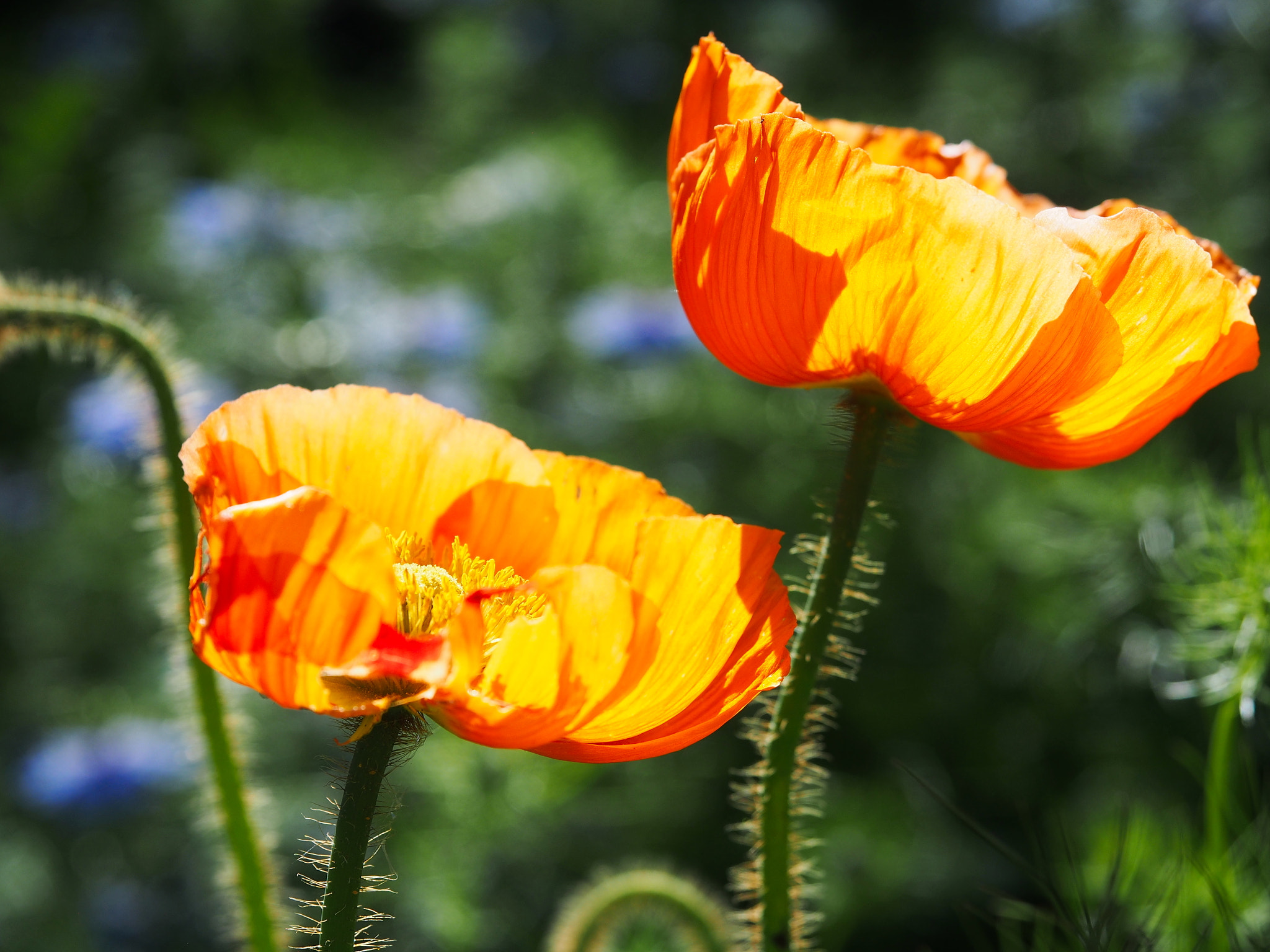 Olympus PEN E-PL5 sample photo. Sunlight in the poppy photography