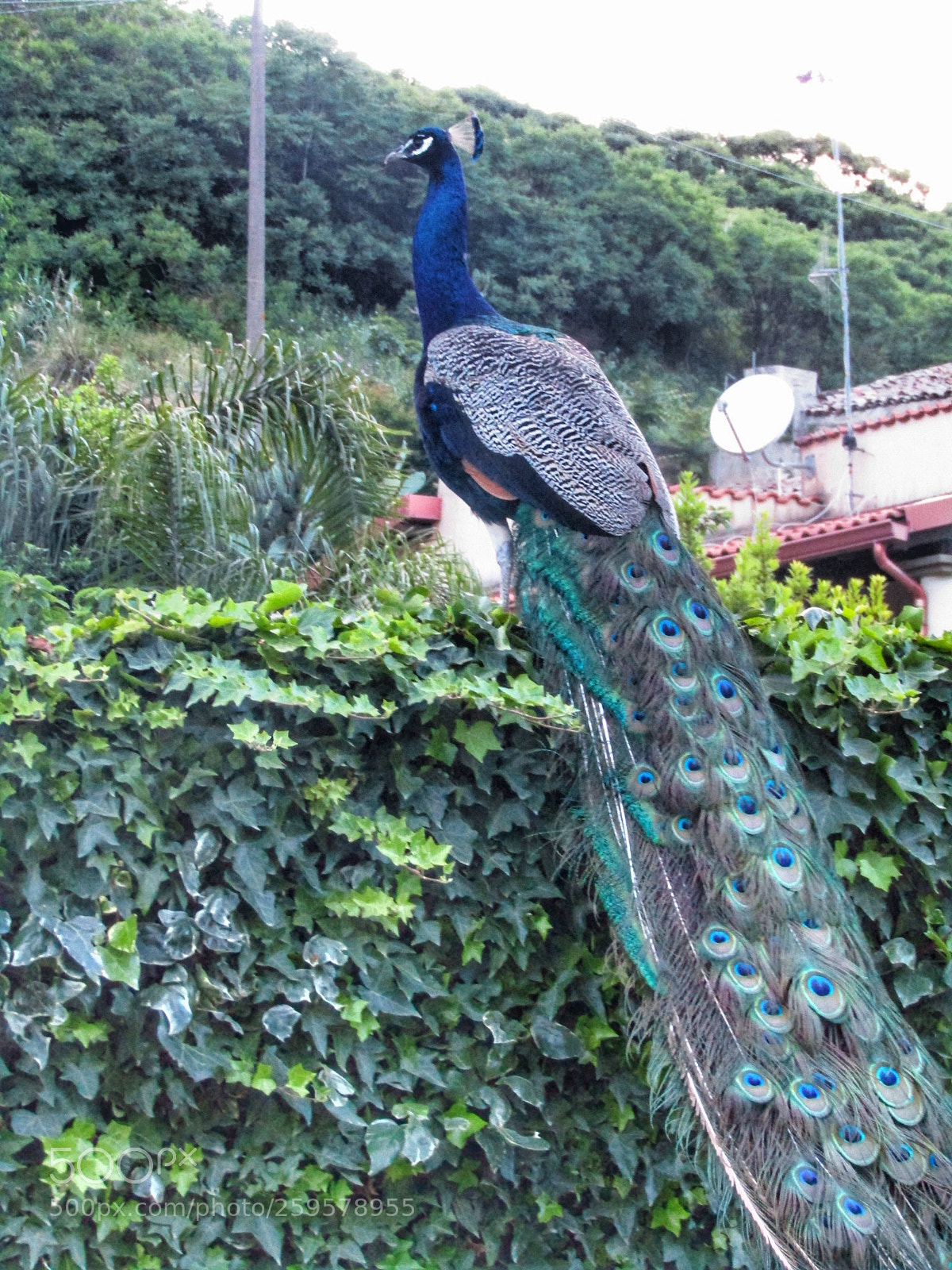 Canon POWERSHOT SX432 IS sample photo. Untitled photography