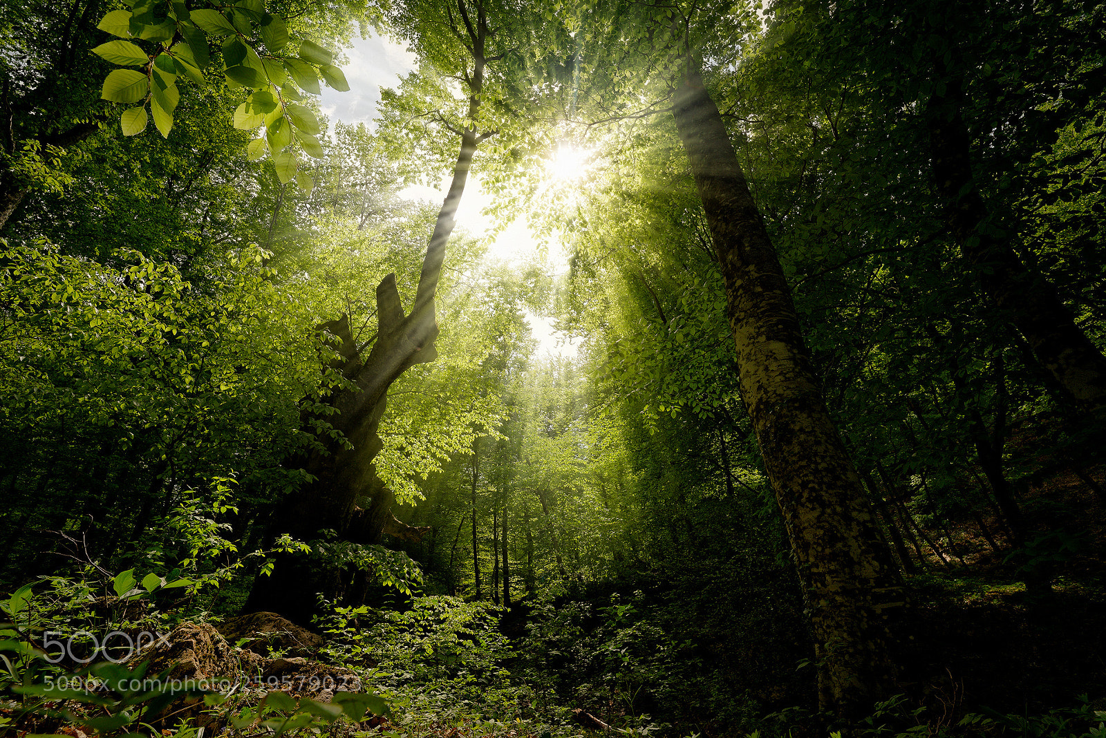 Pentax K-1 sample photo. Ancient beech forests of photography