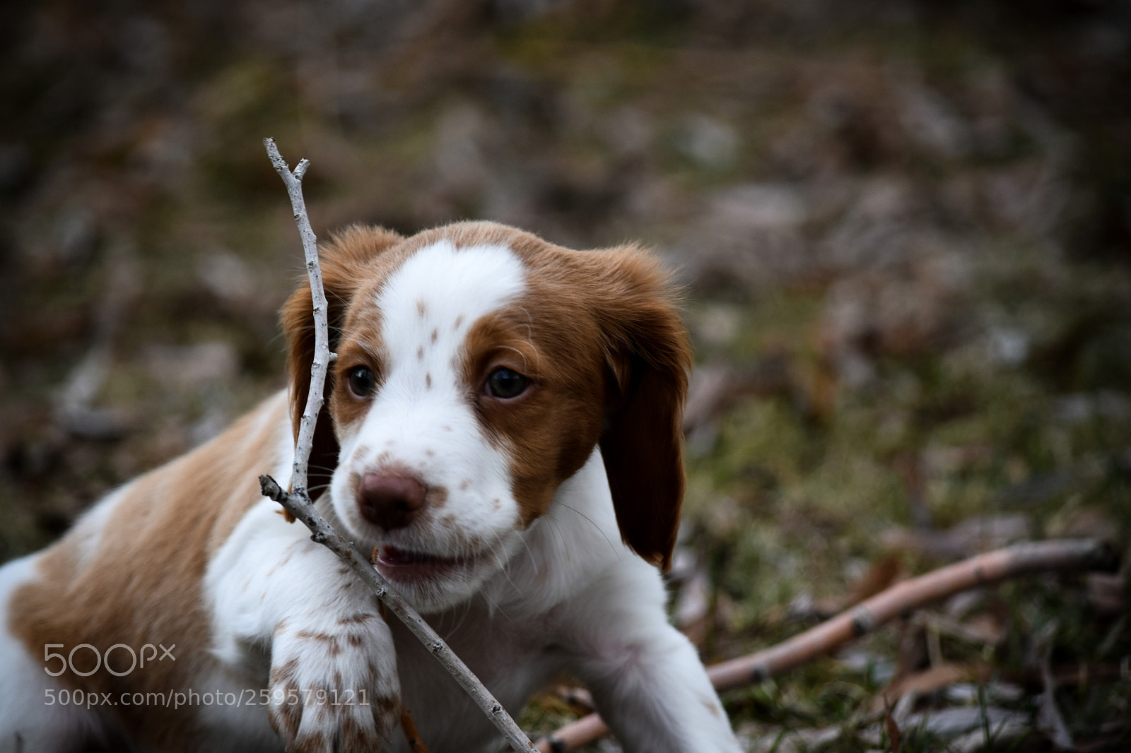 Nikon D5500 sample photo. Pup at play photography
