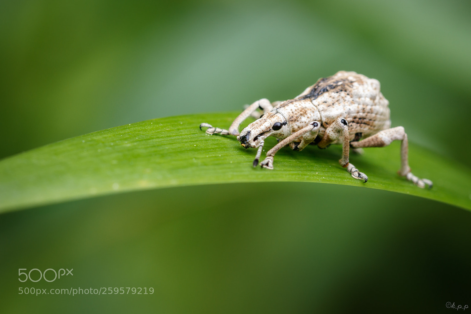 Canon EOS 80D sample photo. Weevil photography