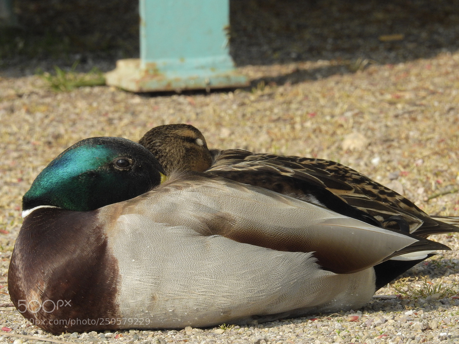 Nikon Coolpix P900 sample photo. Stockenten photography