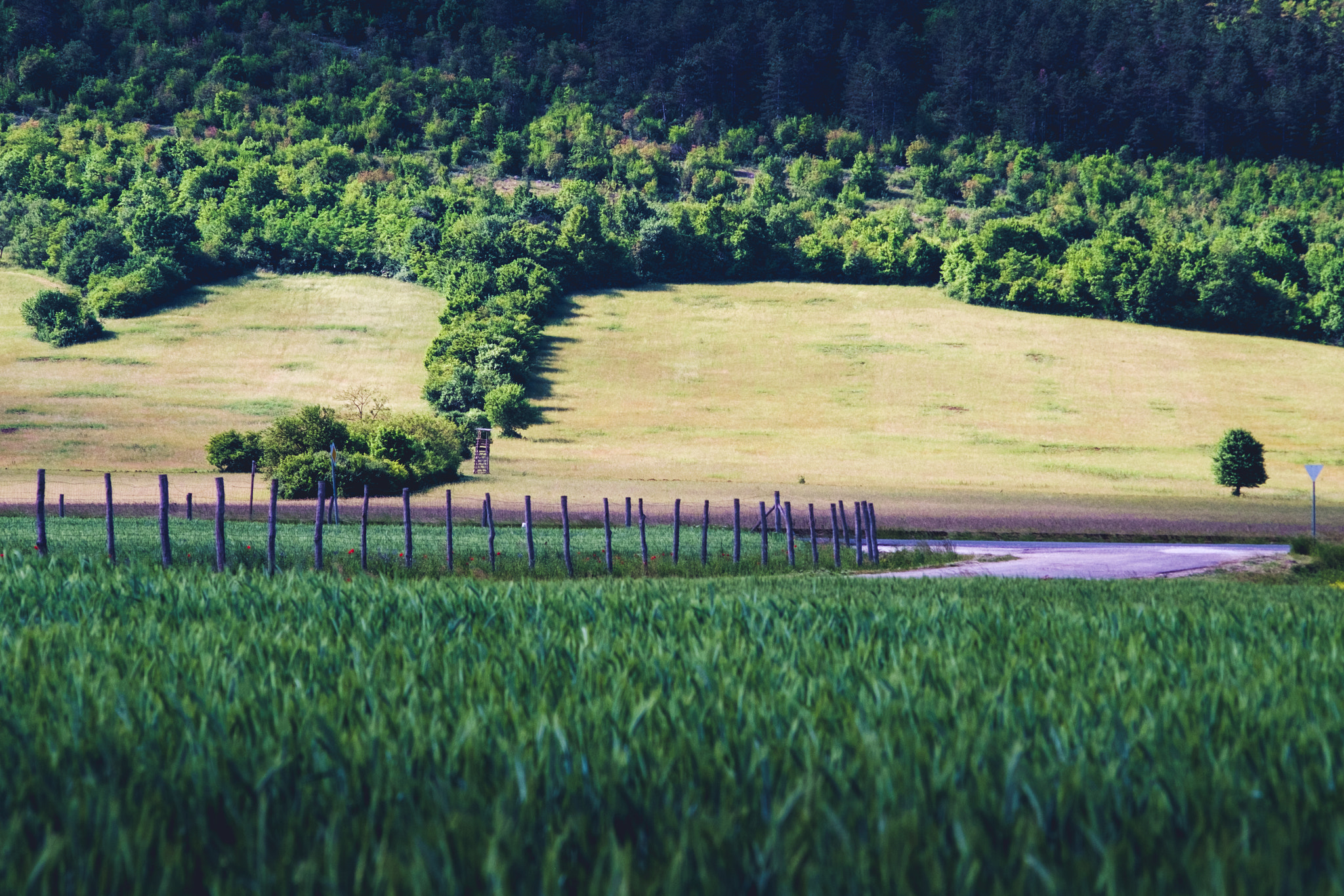 Fujifilm X-Pro1 sample photo. All green photography